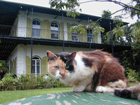 Ernest Hemingway's house in Key West, Florida, is one of the most-visited spots in the city. Photo courtesy of Victor Block.