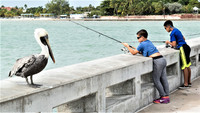 Boys fish off a bridge in the Florida Keys. Photo courtesy of TasFoto/Dreamstime.com. 