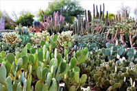  The Desert Botanical Garden in Phoenix, Arizona, displays plants that can't survive in other parts of the country. Photo courtesy of Nylakatara2013/Dreamstime.com.</p>
<p>
