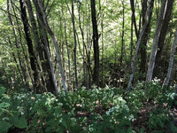 Hiking in the Blue Ridge Mountains of North Carolina and South Carolina is a good way to spend time away in the fresh air. Photo courtesy of Bill Neely.