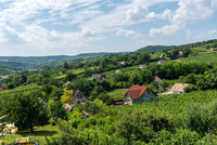The Szekszard vineyard in southern Hungary is one that is putting Hungarian winemaking back on the map. Photo courtesy of Taste Hungary.
