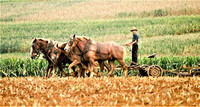  An Amish boy plows a field with a team of horses instead of a tractor in Kent County, Delaware. Photo courtesy of James Mattil/Dreamstime.com. 