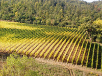  Vineyards run for as far as the eye can see in some parts of Tuscany. Photo courtesy of Victor Block. 