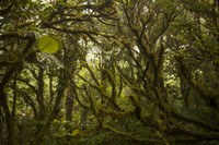 Every inch of the trees in Costa Rica's Monteverde Cloud Forest is covered with plant life. Photo courtesy of Dreamstime.