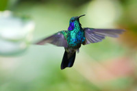 A hummingbird sanctuary provides one example of the number and variety of birds and animals in Costa Rica's Monteverde Cloud Forest. Photo courtesy of Dreamstimes.