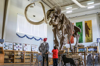  Fossils such as these are on display at the Fossil Discovery Center in Madera County, California. Photo courtesy of Visit Yosemite-Madera County. 