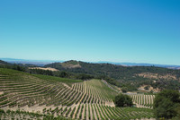  California's Napa Valley is renowned for producing some of the world's finest wines. Photo courtesy of Halina Kubalski. 