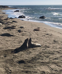  Elephant seals face off on a beach near San Simeon, California. Photo courtesy of Margot Black. 