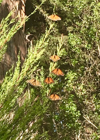  Monarch butterflies land in a tree near Pismo Beach, California. Photo courtesy of Margot Black. 