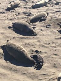  An elephant seal mother cow and pup rest near San Simeon, California. 