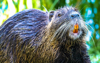 In some parts of Louisiana the nutria is considered to be a culinary delicacy. Photo courtesy of Ute Eisonlohr/Dreamstime.com.