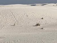  Sled tracks remain on a white sand dune in New Mexico's Alamogordo White Sands National Park. Photo courtesy of Bill Neely. 