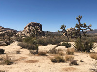  The Joshua trees that give California's Joshua Tree National Park its name are plentiful here but less so in other parts of the Southwest. Photo courtesy of Bill Neely. 