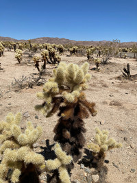  Teddy bear cholla cacti can be found in California's Joshua Tree National Park. Photo courtesy of Bill Neely. 