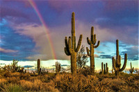  Saguaro cacti thrive in Scottsdale, Arizona. Photo courtesy of Ray Redstone/Dreamstime.com. 