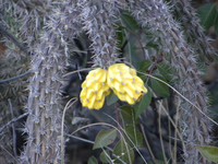 Cactus flowers brighten the landscape at the Chiricahua National Monument near Willcox, Arizona. Photo courtesy of Bill Neely.