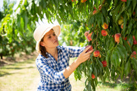 A visitor to Georgia picks fruit in the Peach State. Photo courtesy of Lakov Filimonov/Dreamstime.com.