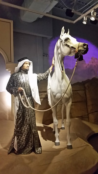  In the Al-Marah Arabian Horse Galleries at the Kentucky Horse Park in Lexington visitors learn about horses that are most at home in the sand. Photo courtesy of Bill Neely. 