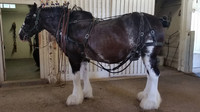  A chance to get close to Clydesdale horses is one of many possibilities at the Kentucky Horse Park in Lexington. Photo courtesy of Bill Neely. 