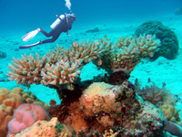 A diver explores an endangered coral reef off the Marshall Islands. Photo courtesy of Chonchasdiver/Dreamstime.com.