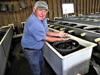 A local demonstrates how to shuck oysters on Chincoteague Island, Virginia. Photo courtesy of Victor Block.