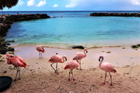 Flamingos roam freely and interact with guests on Aruba's De Palm Island. Photo courtesy of Victor Block.