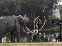  Models at the La Brea Tar Pits in Los Angeles, California, illustrate how prehistoric animals became stuck in the tarry lakes. Photo courtesy of Bill Neely. 