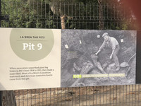  Visitors to the La Brea Tar Pits in Los Angeles, California, can watch and sometimes help as archaeologists dig for fossils. Photo courtesy of Bill Neely. 