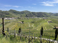 . DOCG prosecco comes from the Glera grapes that grow in the foothills of the Dolomites, a UNESCO World Heritage area of Italy. Photo courtesy of Lesley Sauls Frederikson. 