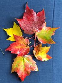  Autumn color comes alive on the East Coast of the United States. Photo courtesy of Bill Neely. 
