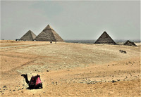  A camel sits near the Great Pyramids of Giza in Cairo, Egypt. Photo courtesy of Victor Block. 
