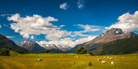  Sheep graze on little-known Stewart Island off the coast of South New Zealand. Photo courtesy of Daniela Constantinescu, Dreamstime.com. 