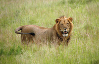  A male lion is spotted during an African safari. Photo courtesy of Fyllis Hockman. 
