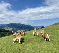 Deer graze at the Wildpark Aurachhe near Kitzbuhel in Austria's Tyrolean Alps. Photo courtesy of Margot Black.
