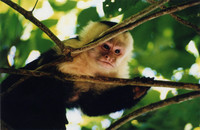 A capuchin monkey peers at visitors through the leaves of a tree in Amazonia. Photo courtesy of Victor Block.