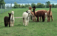 Visitors to Cabin View Alpaca Farm near Ithaca, New York, get to interact with the adorable creatures. Photo courtesy of Victor Block.