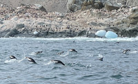 . Penguins leap from the water as they race away from leopard seals and search for krill to feed their chicks. Photo courtesy of Lesley Frederikson. 