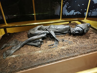  Remains of the Tollund Man are on display at the Silkeborg Museum in Denmark. Photo courtesy of Richair/Dreamstime.com. 