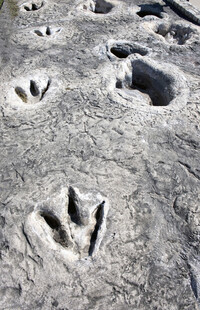  Dinosaur tracks remain in Dinosaur Valley State Park in Texas. Photo courtesy of W. Scott McGill/Dreamstime.com. 