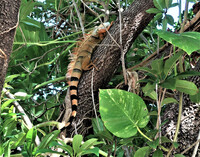  An iguana shows off for visitors at the Everglades Wonder Garden in Bonita Springs, Florida.  Photo courtesy of Victor Block. 