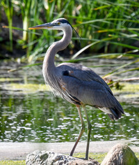  It is possible to spot a great blue heron on a bird-watching trip to Cambria, California. Photo courtesy of Ann Flower. 