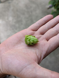  Hop is the plant, and hops are the flowers that give beer its bitter taste and fruity flavors. Photo courtesy of Athena Lucero. 