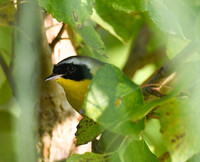 A common yellow-throat warbler delights bird-watchers at the Calcareous Vineyards in Paso Robles, California. Photo courtesy of Ann Flower.