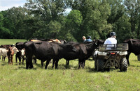  Cruise passengers from the American Symphony have an opportunity to mingle with animals at the Double-C Ranch during a voyage. Photo courtesy of Victor Block. 