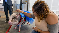  A pig from the Wag Brigade at the San Francisco International Airport entertains a passenger waiting for a flight. Photo courtesy of the San Francisco International Airport. 