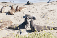  California beaches are famous for spotting wildlife from the sea. Photo courtesy of Ken Cole/Dreamstime.com. 