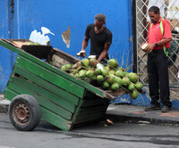  A purveyor of coconuts sells his wares on the island of Barbados. Photo courtesy of Victor Block. 