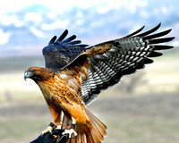 Ruby, a red-tailed hawk, demonstrates her prowess at Hawk Watch in Ramona, California. Photo courtesy of Hans Petermann.