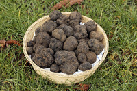 A basket of black truffles is the goal of a hunt at Virginia Truffles in Rixeyville, Virginia. Photo courtesy of SlowmotionGli/Dreamstime.com.
