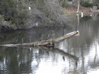 Watching waterfowl at the rookery at the Montage Palmetto Bluff in South Carolina is only one way to enjoy this Low Country resort. Photo courtesy of Bill Neely.